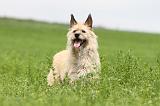 BOUVIER DES ARDENNES 055